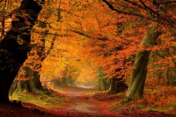 Passeggiata nella foresta in autunno