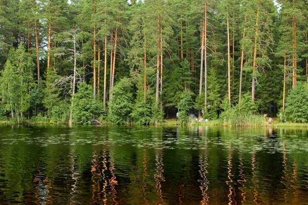Foresta di San Pietroburgo con bellissimi alberi