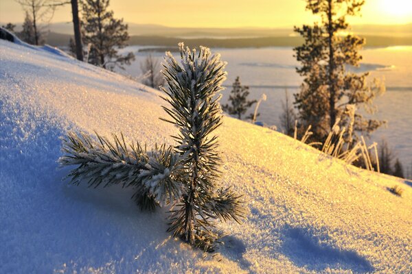 Piccolo pino al tramonto nella neve