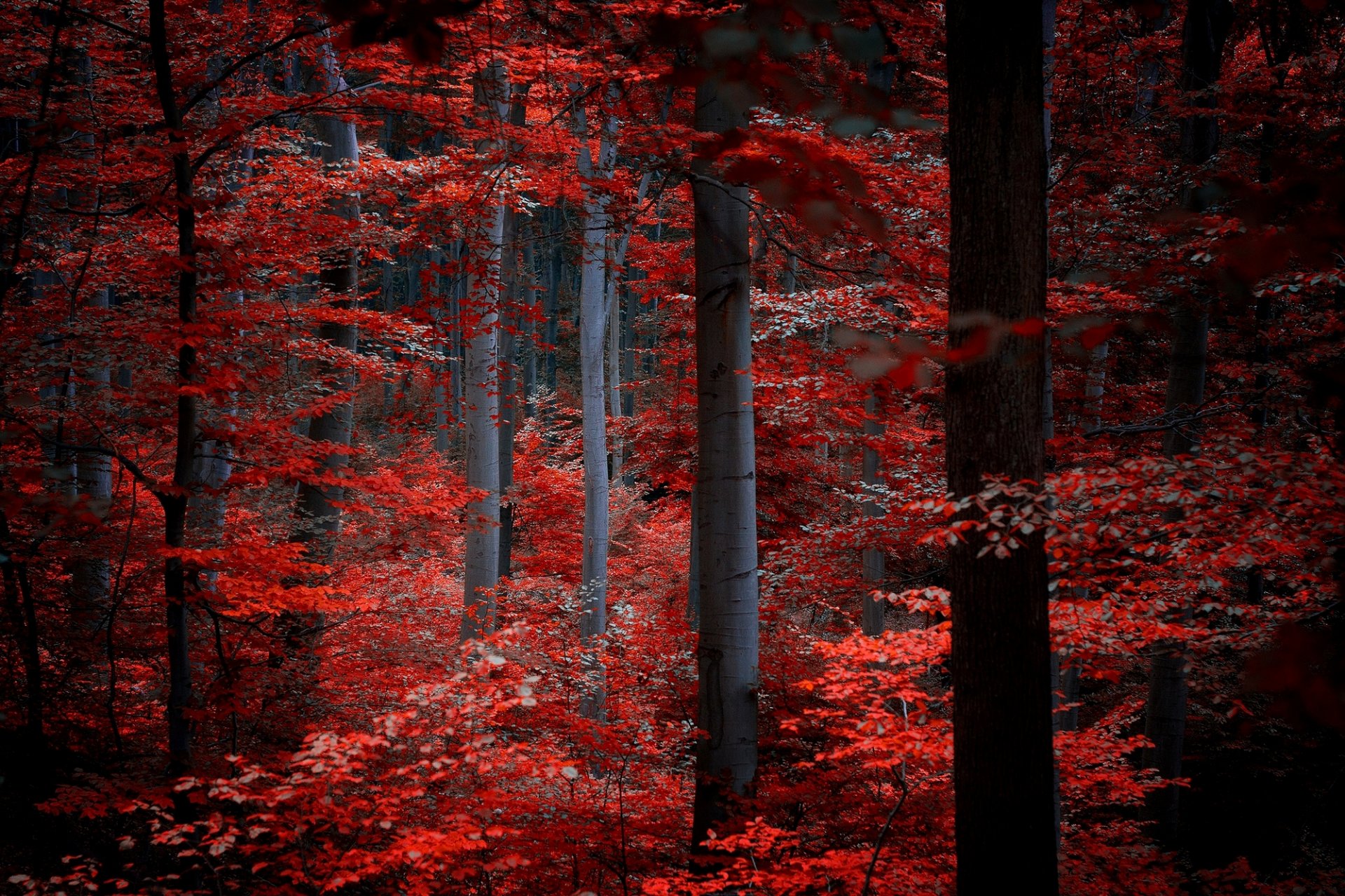 foresta alberi foglie cremisi bordeaux rosso natura autunno