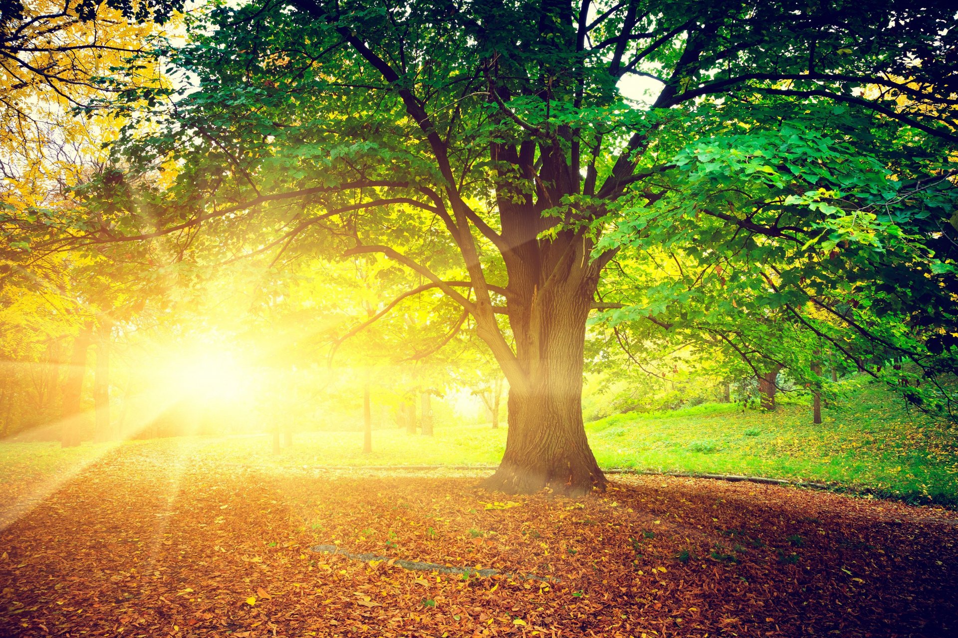 natura albero alberi foglie volantini sole raggi luminoso autunno giorno treem foglie sfondo carta da parati widescreen a schermo intero widescreen widescreen