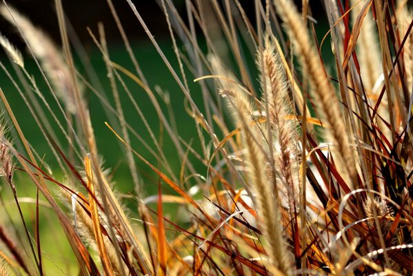 Erba selvatica con spighette