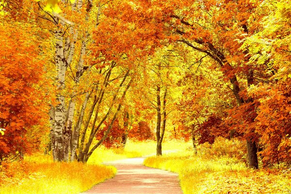 Sentiero della foresta sullo sfondo di alberi autunnali luminosi
