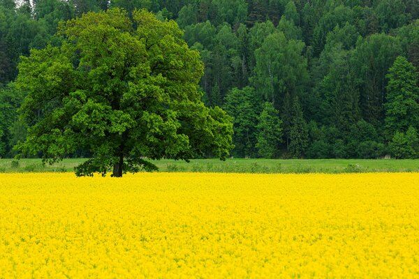 Foresta verde e campo di colza a maggio