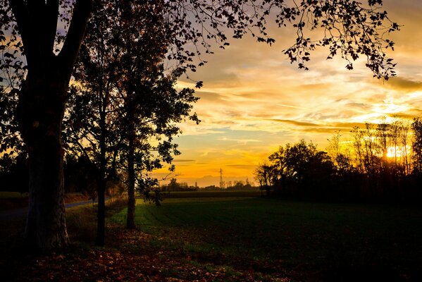 Foto del campo serale. Alberi e tramonto