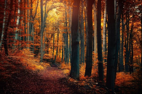 Sentiero calpestato nella foresta autunnale