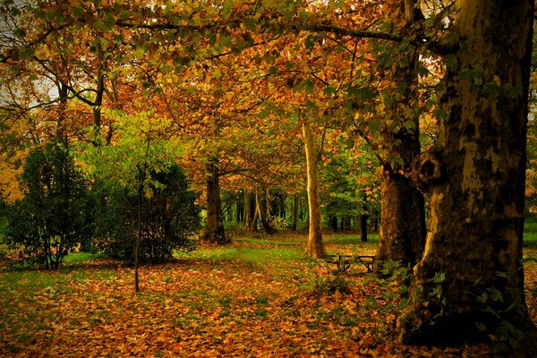 Foglie d autunno sugli alberi nel parco