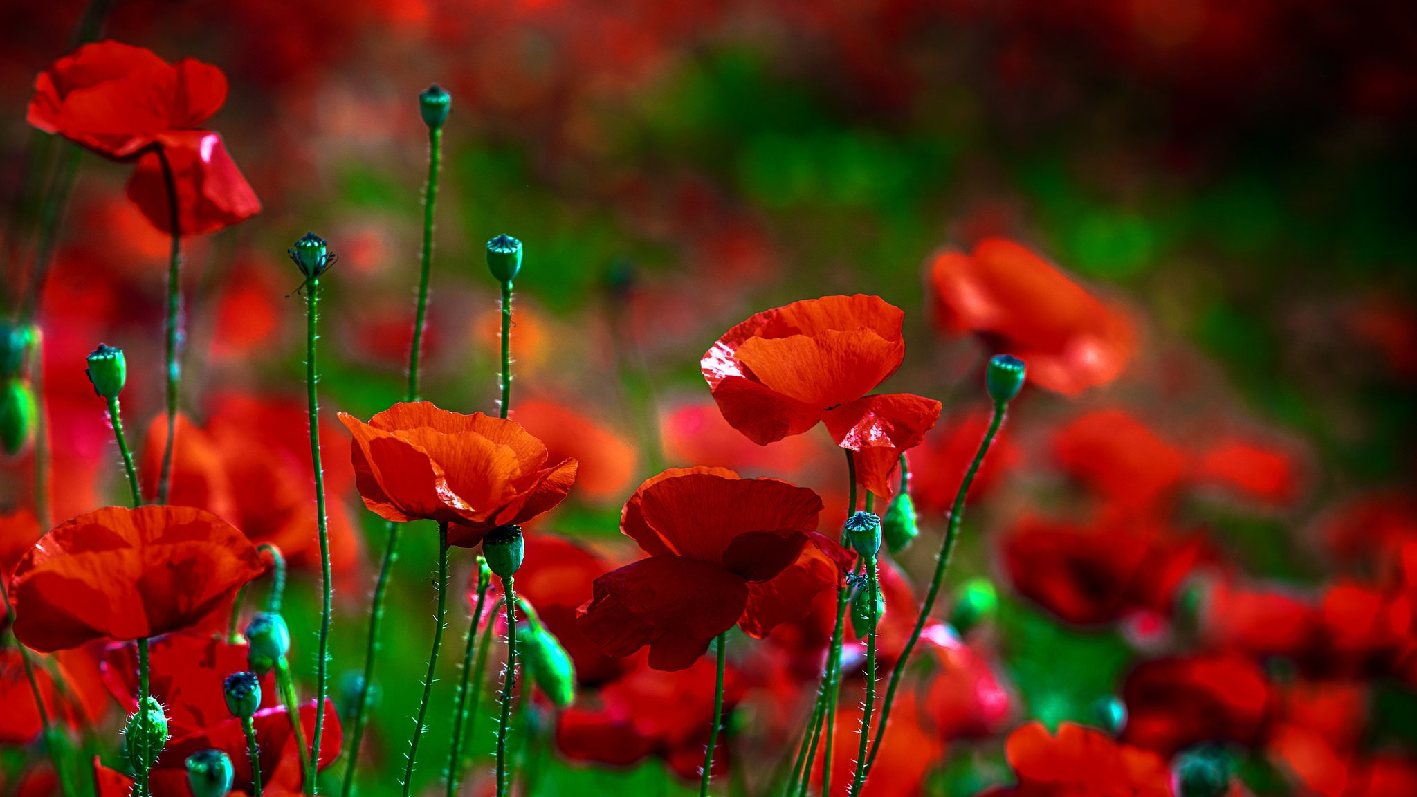 fiore papavero rosso