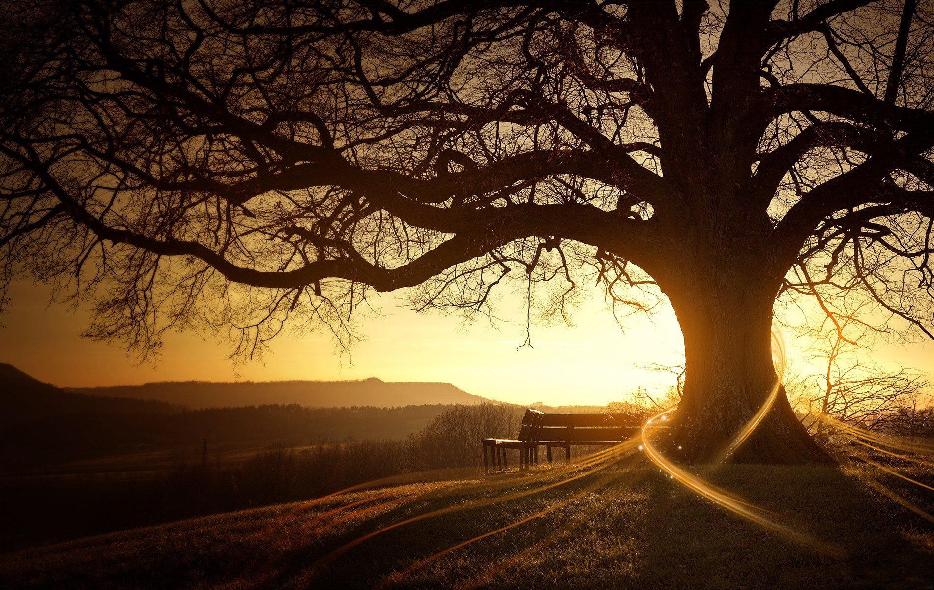 alba albero sole