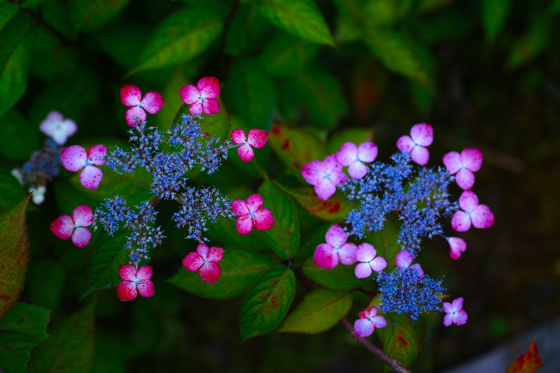 ortensia fiori infiorescenze macro