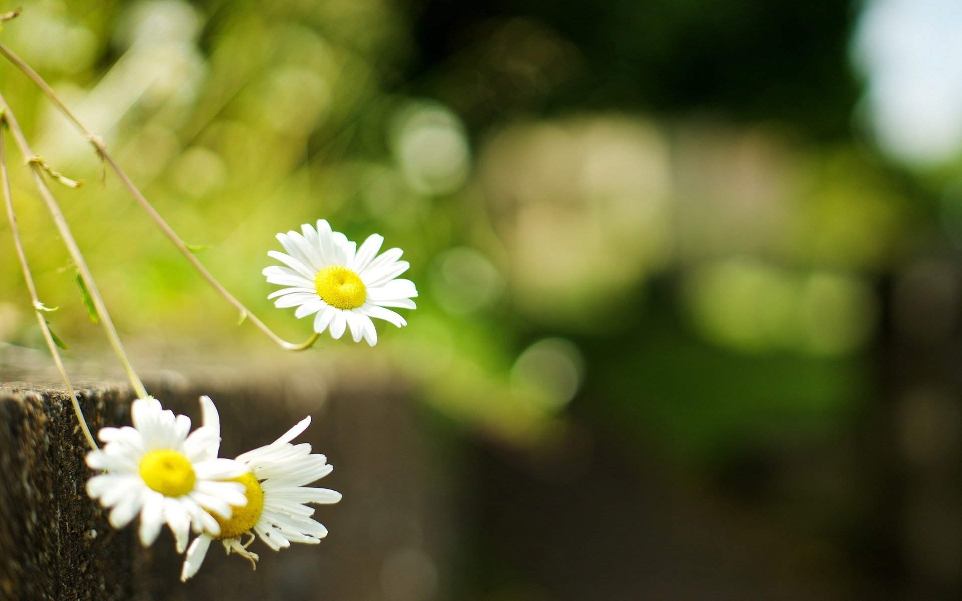 fiori fiori margherite margherita verde erba sfocatura fiore sfondo carta da parati widescreen schermo intero widescreen