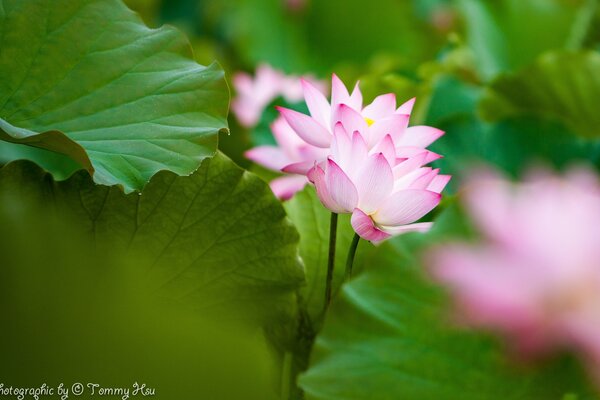 Fiore di loto rosa tra le foglie