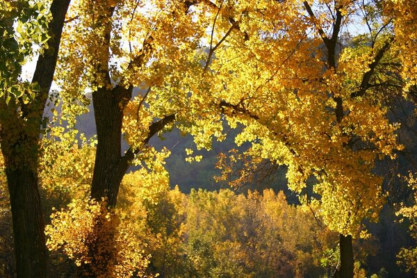 Natura autunnale con foglie gialle