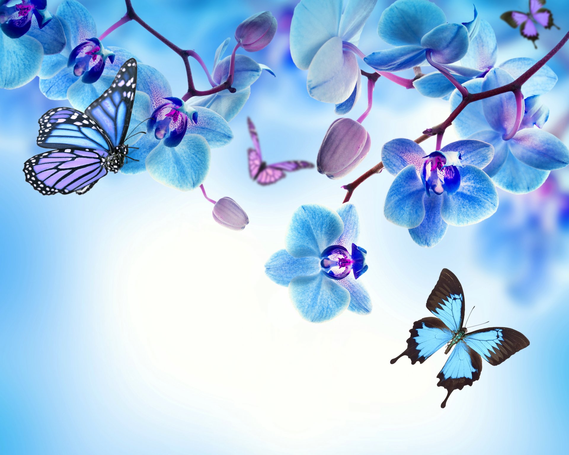 orchidea blu fiori farfalle farfalle