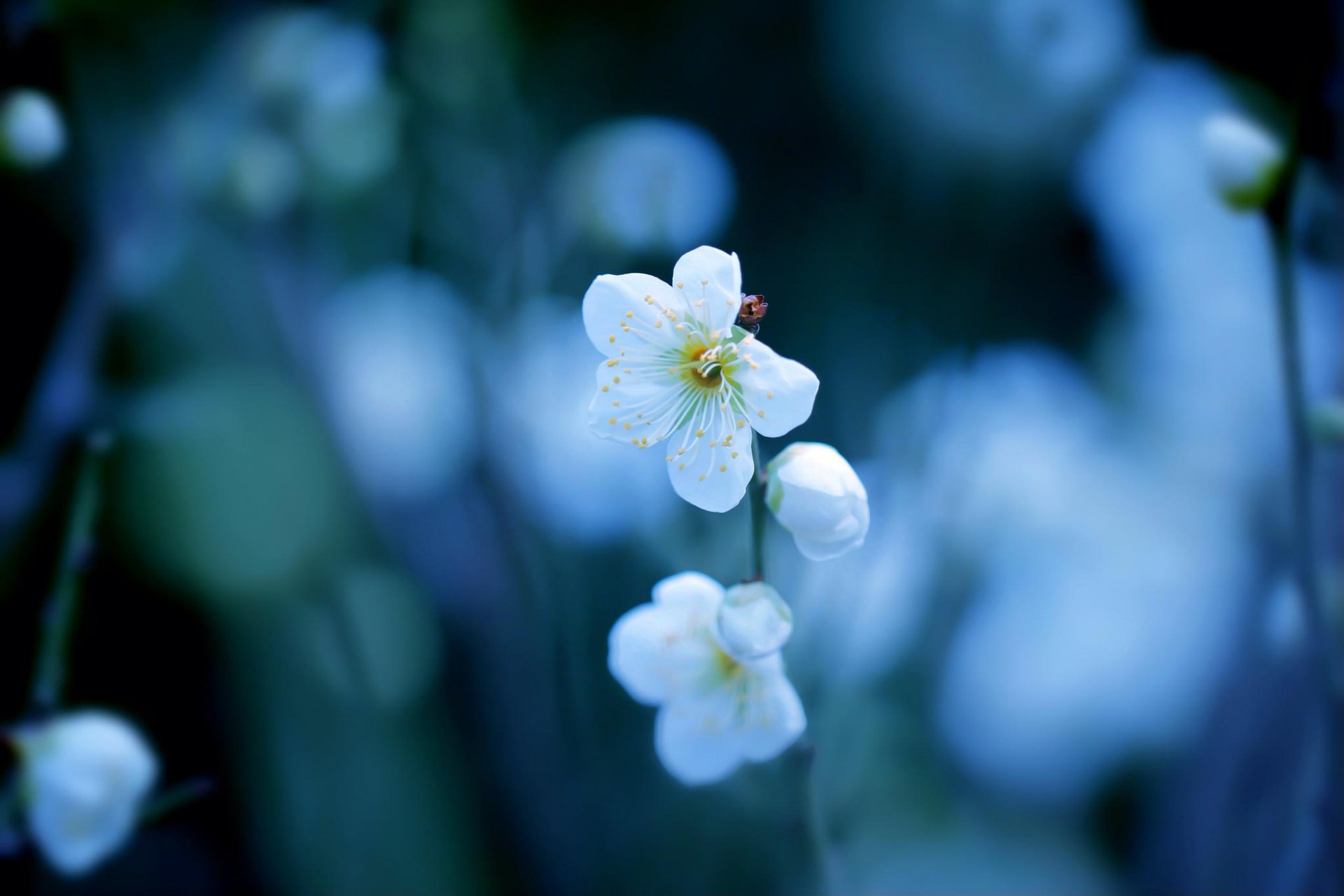 prugna fiori bianco ramo fioritura primavera bokeh