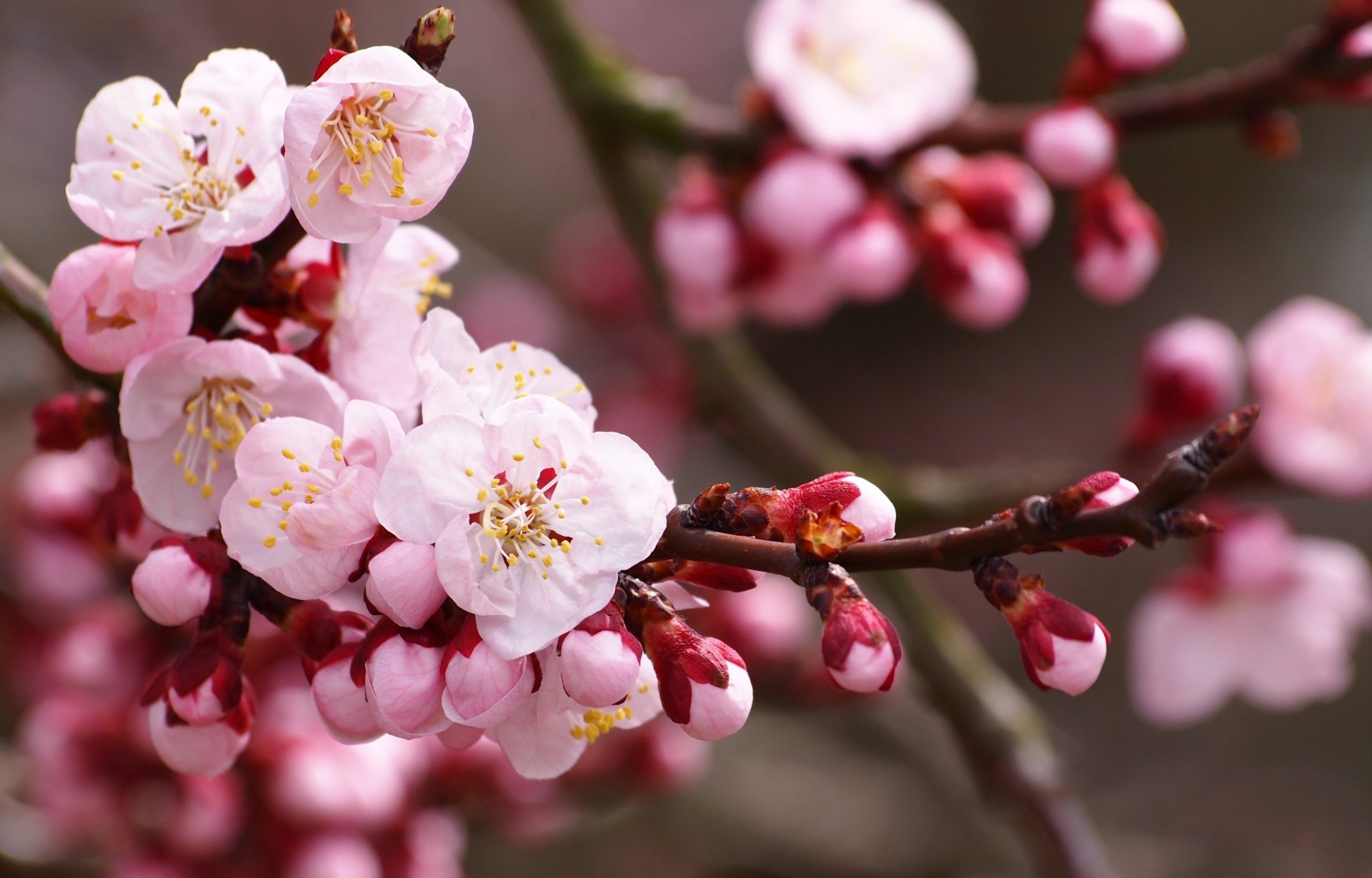 fiori ciliegia sakura primavera