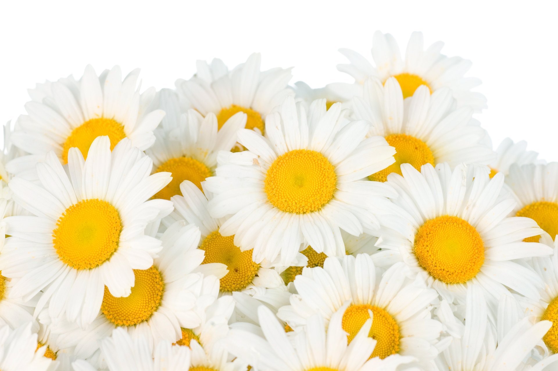 margherite bianco fiori primavera freschezza bellezza bianco primavera
