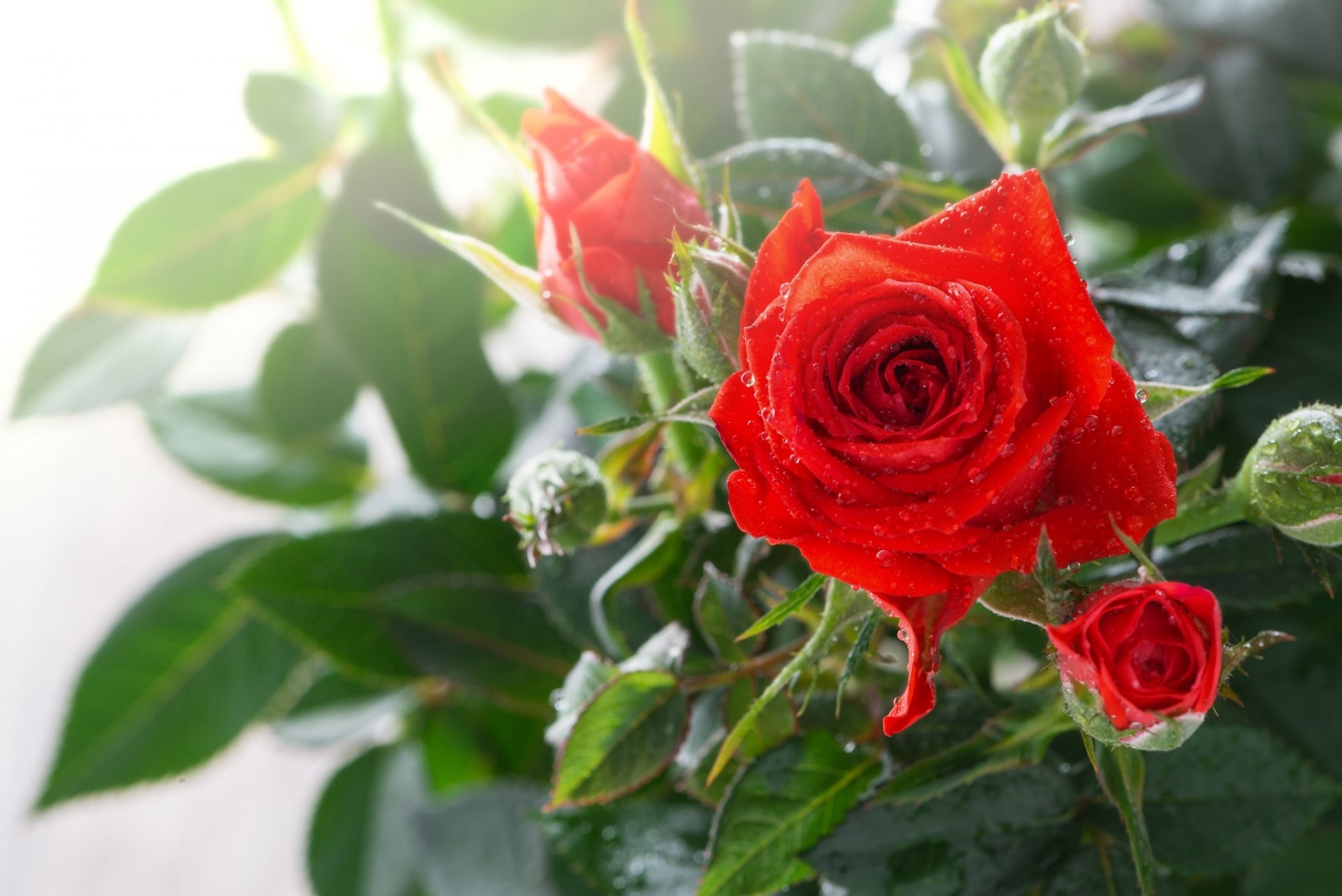 rosa boccioli gocce macro