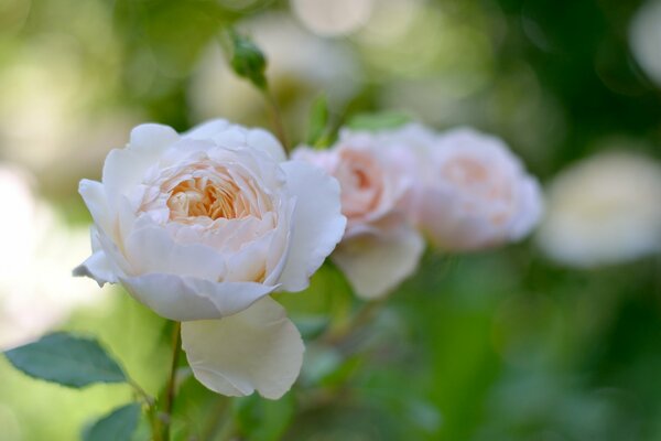 Rose bianche su uno sfondo di verde