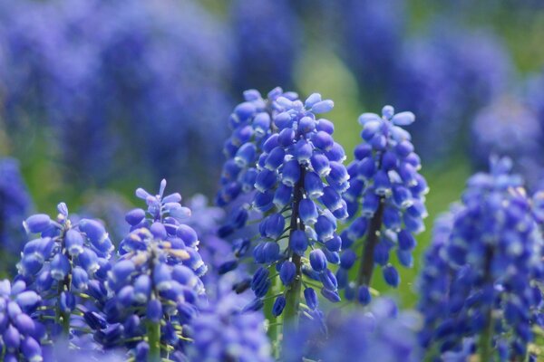 Fiori lilla su sfondo sfocato