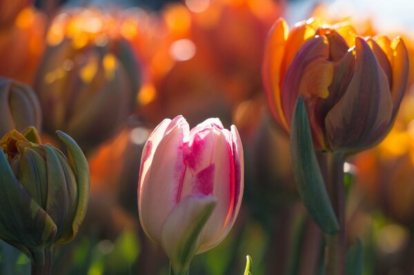 Fotografia macro di tulipani in primavera in piena luce