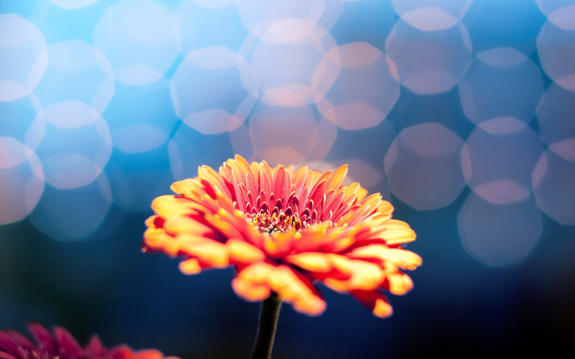 fiori fiore fiore sfocatura bokeh sfondo carta da parati widescreen schermo intero widescreen