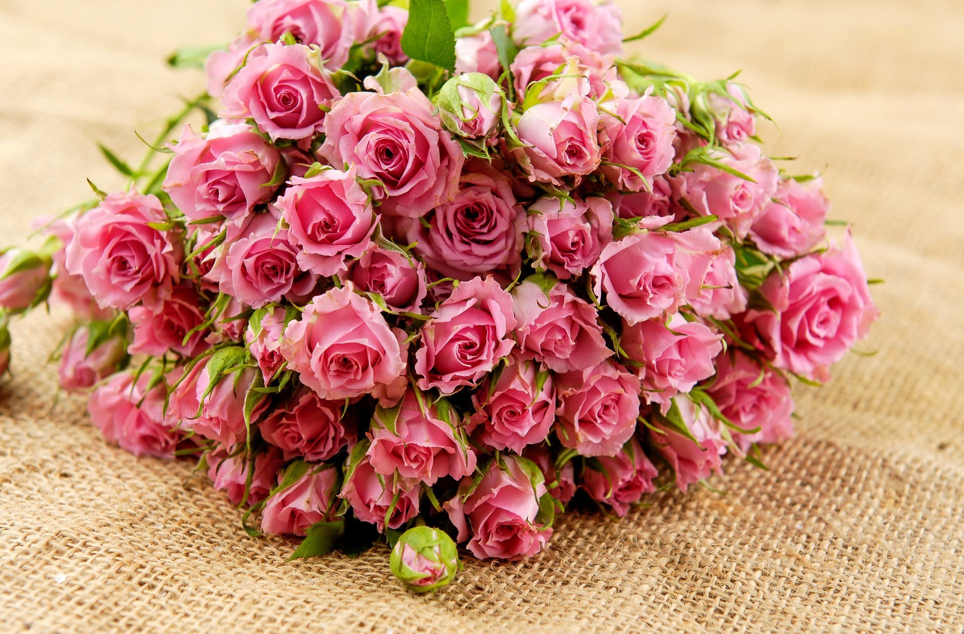 rose fiori rosa bouquet foglie boccioli petali