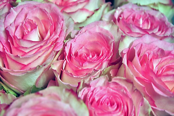 Rose bianche con bordi di petali rosa