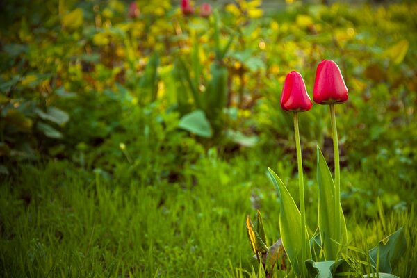 I tulipani crescono in giardino