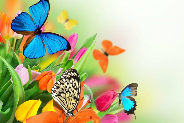 Fiori colorati e farfalle immagine