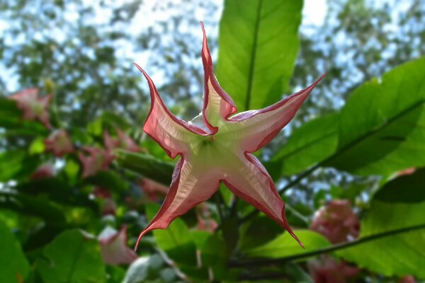 Fiore insolito. fiore a forma di stella
