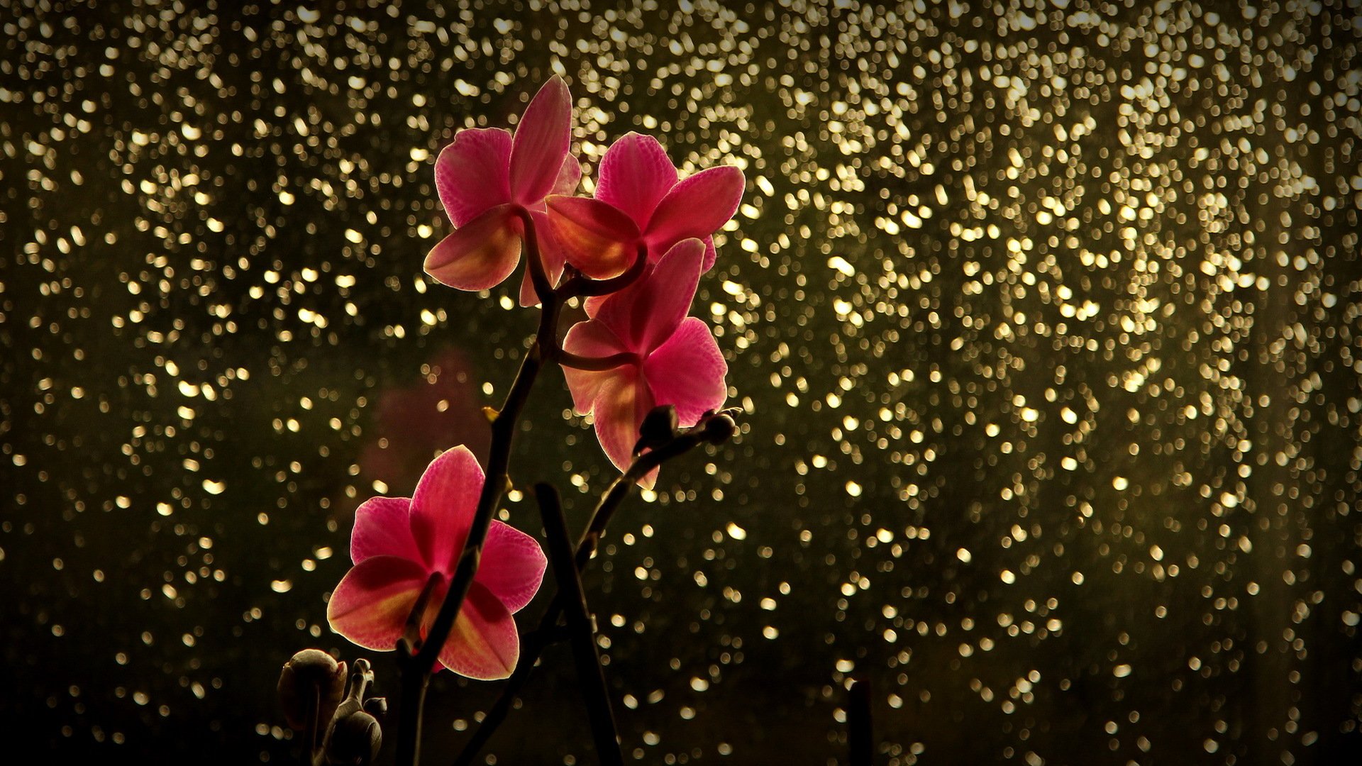 ramo fiore orchidea rosso abbagliamento