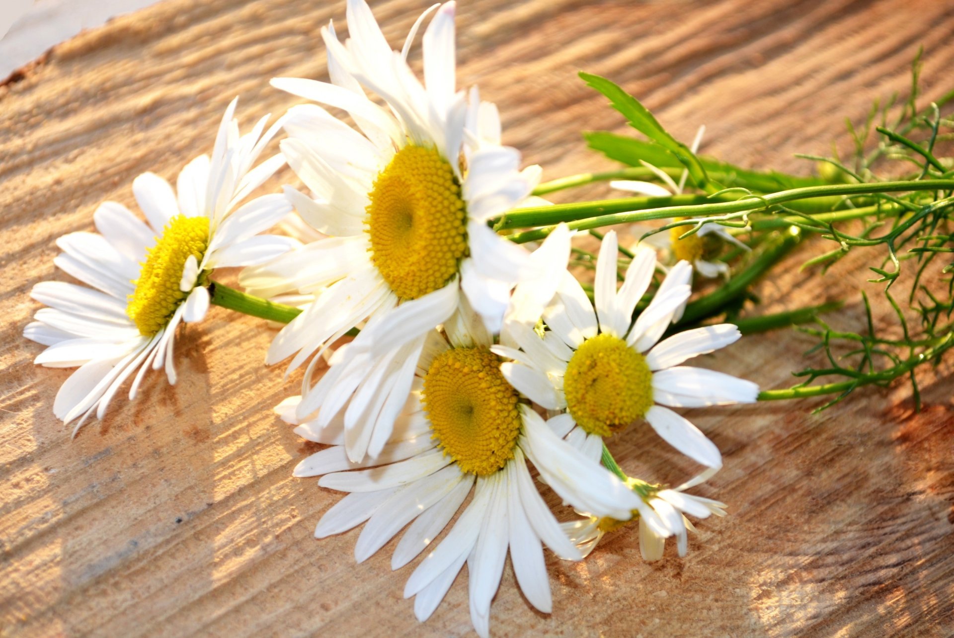 fiori fiorellino margherita margherita bianco giallo fiore sfondo carta da parati widescreen a schermo intero widescreen widescreen