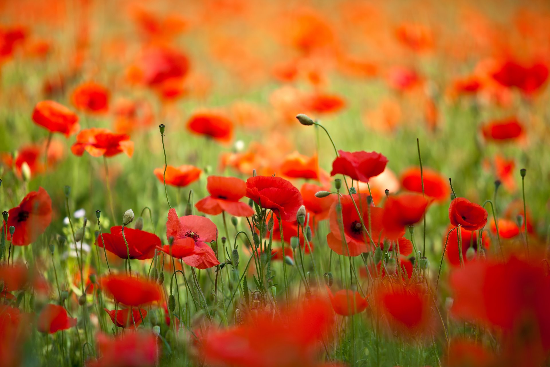 natura fiori papaveri petali primavera campo