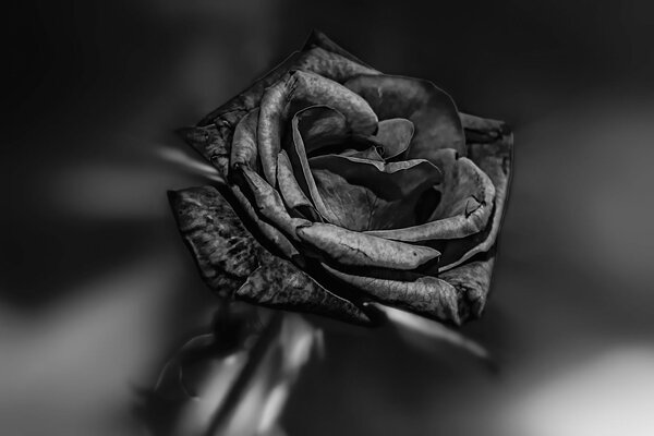 Rosa grigia su sfondo bianco e nero