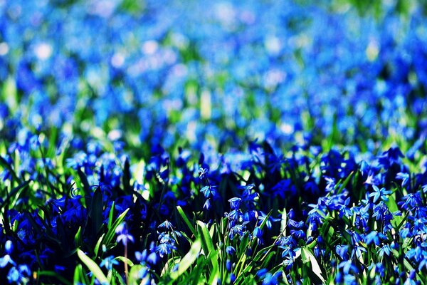 La radura è piena di colori vivaci