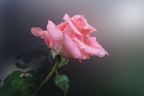 Fiore rosa con gocce di rugiada
