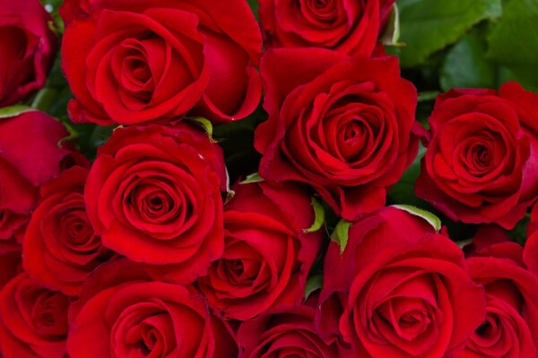 Bouquet di boccioli di rosa rossa