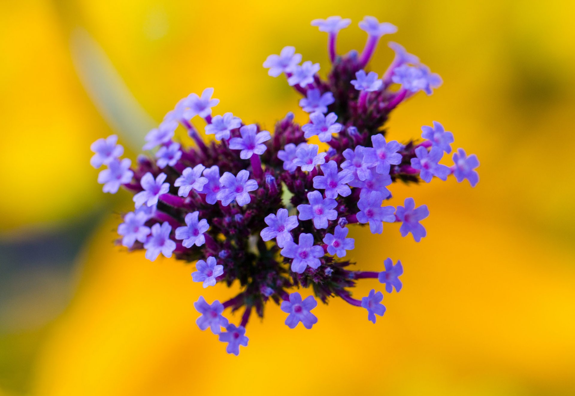 fiori lilla infiorescenza sfondo giallo