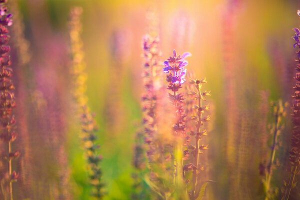 Fiori rosa e viola nel campo