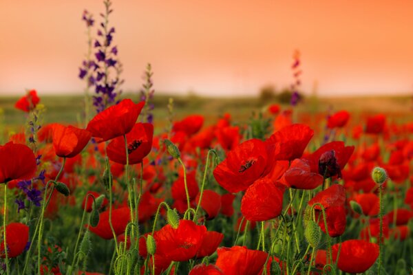 Steli e fiori di papavero al tramonto
