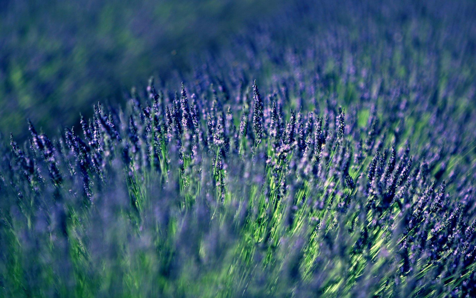 lavanda lilla