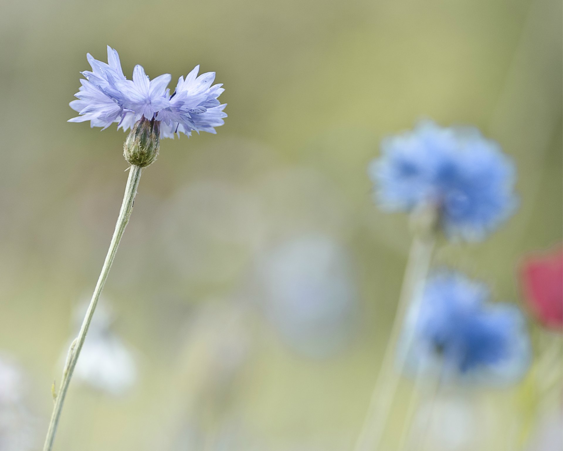 fiordaliso azzurro macro sfocatura messa a fuoco