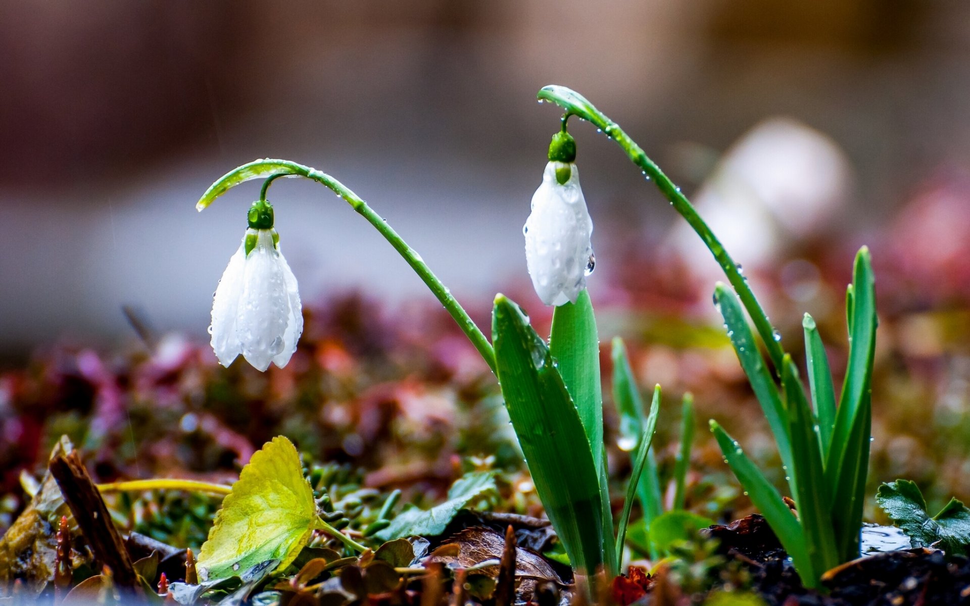 bucaneve primavera pioggia