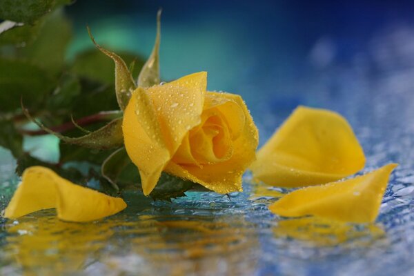 Rosa gialla in gocce d acqua