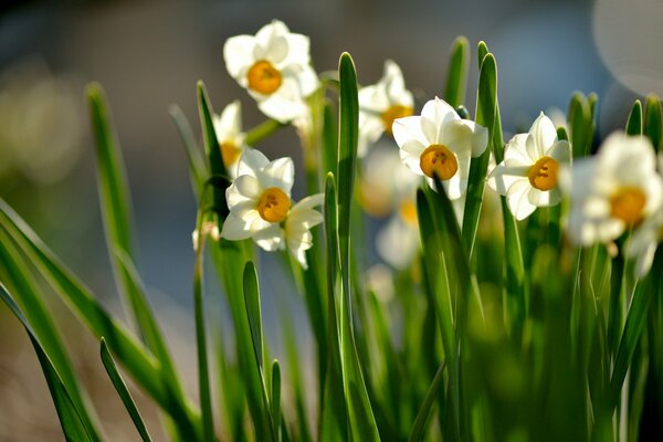 I narcisi si crogiolano al sole in primavera
