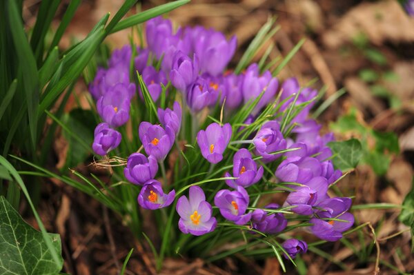 Bucaneve delicatamente Viola in una radura primaverile