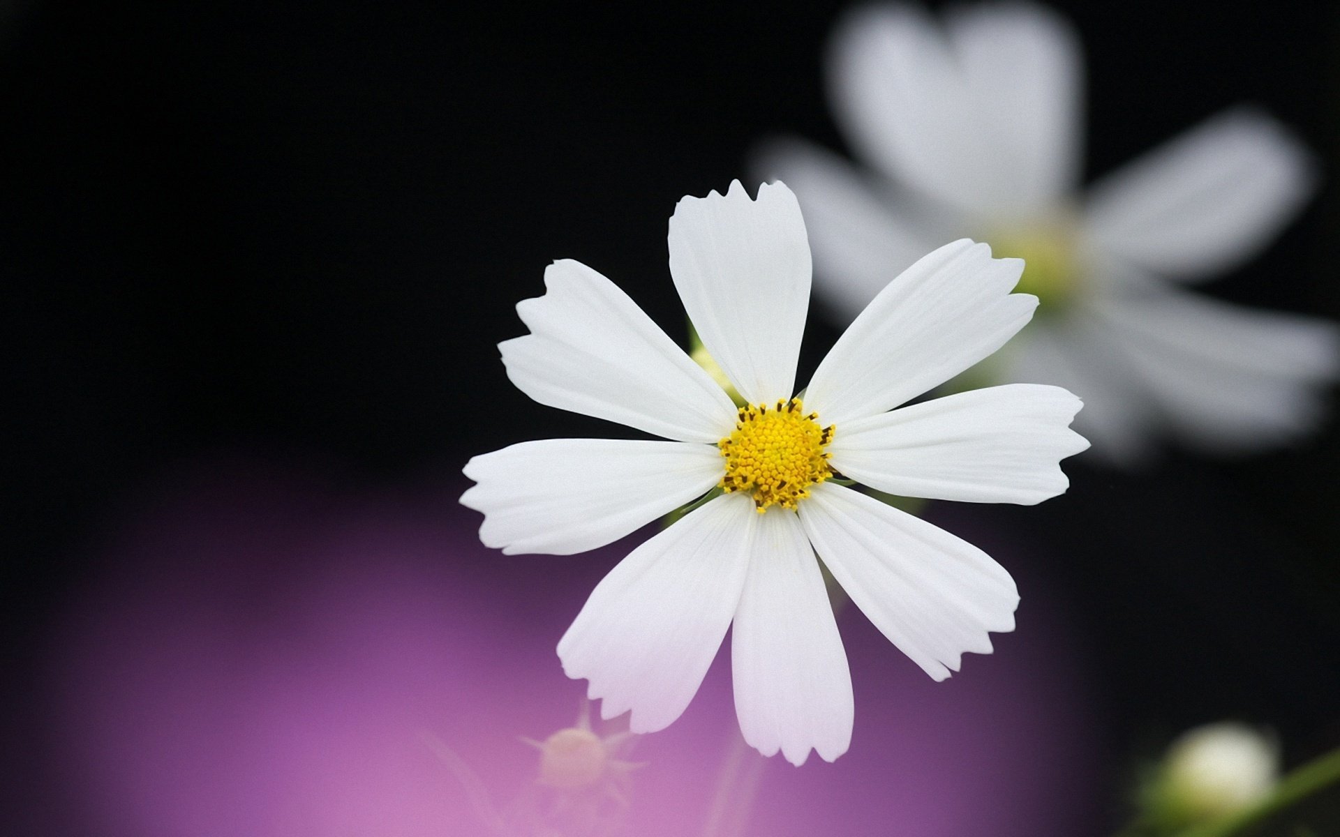 cosmea bianco petali nero lilla sfondo