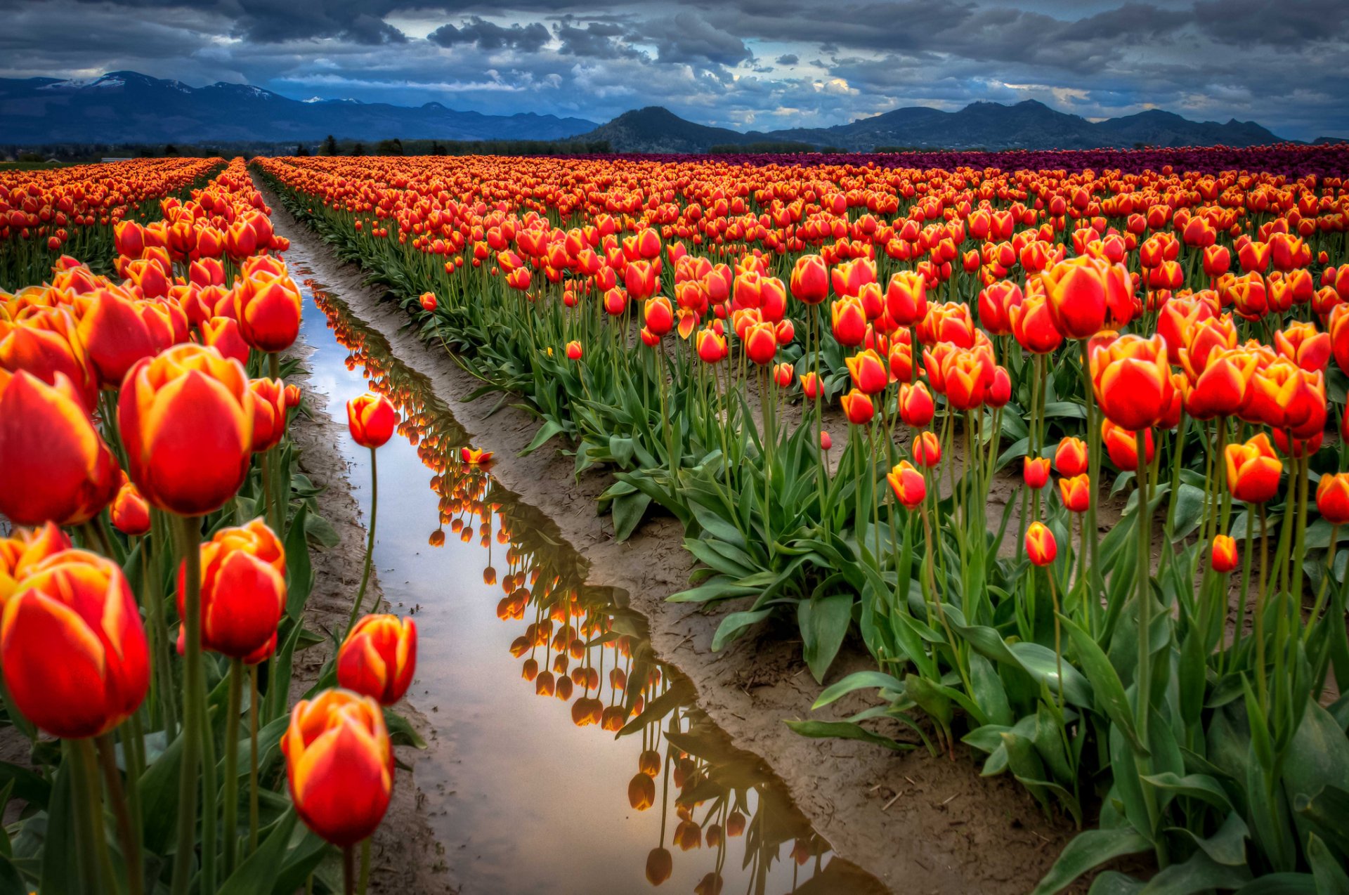 cielo nuvole montagne campo tulipani acqua fossato riflessione primavera