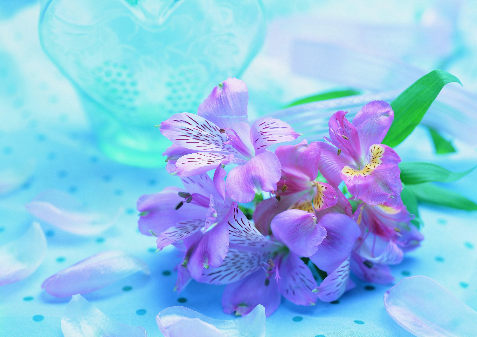 fiore viola lilla blu sfondo orchidea